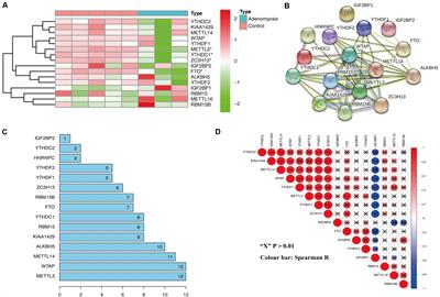 m6A RNA Methylation Regulators Contribute to Eutopic Endometrium and Myometrium Dysfunction in Adenomyosis